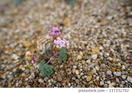 小牧荷包牡丹，生長在北部土地的高山植物女王 137332702