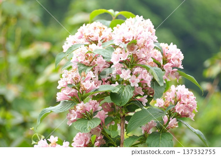 Pink weigela flower 137332755