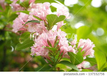 Pink weigela flower 137332756