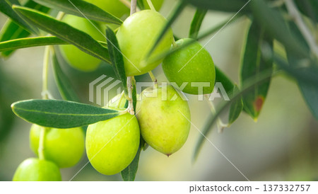 Olives are a specialty of Shodoshima, boasting the highest production volume in Japan 137332757