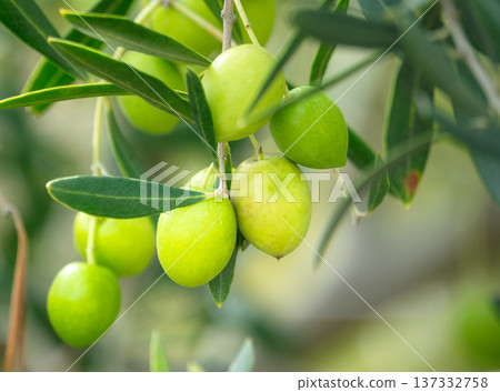 Olives are a specialty of Shodoshima, boasting the highest production volume in Japan Olives are a specialty of Shodoshima, boasting the highest production volume in Japan 137332758