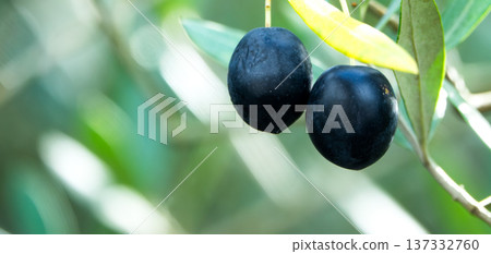 Olives are a specialty of Shodoshima, boasting the highest production volume in Japan Olives are a specialty of Shodoshima, boasting the highest production volume in Japan 137332760