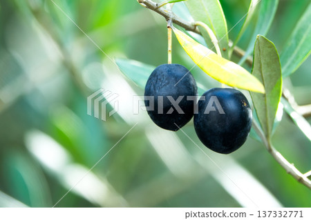 Olives are a specialty of Shodoshima, boasting the highest production volume in Japan Olives are a specialty of Shodoshima, boasting the highest production volume in Japan 137332771