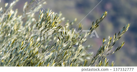 Olives are a specialty of Shodoshima, boasting the highest production volume in Japan Olives are a specialty of Shodoshima, boasting the highest production volume in Japan 137332777