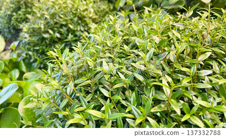 Close-up of dense green leaves of an ornamental garden shrub or hedge with natural light texture. 137332788