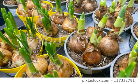 Spring flower bulbs with green sprouts growing in yellow and grey pots at a garden nursery shop. Spring flower bulbs with green sprouts growing in yellow and grey pots at a garden nursery shop. 137332791