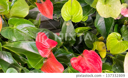 Beautiful red Anthurium flowers blooming among lush green heart-shaped leaves in a tropical garden. Beautiful red Anthurium flowers blooming among lush green heart-shaped leaves in a tropical garden. 137332809