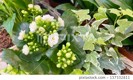 Beautiful white hydrangea flowers blooming on a lush green bush in a summer garden background. Beautiful white hydrangea flowers blooming on a lush green bush in a summer garden background. 137332811