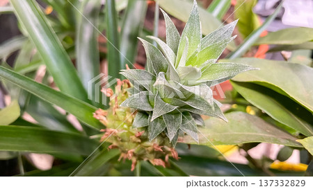 Close-up of a young ornamental pineapple plant with green leaves growing in a decorative flower pot. Close-up of a young ornamental pineapple plant with green leaves growing in a decorative flower pot. 137332829