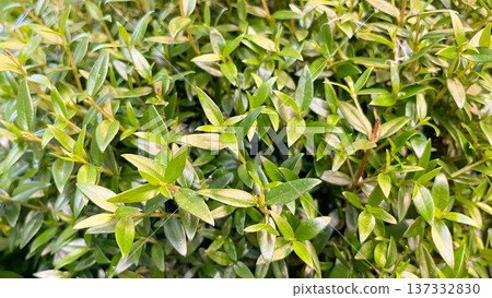 Close-up of dense green leaves of an ornamental garden shrub or hedge with natural light texture. Close-up of dense green leaves of an ornamental garden shrub or hedge with natural light texture. 137332830