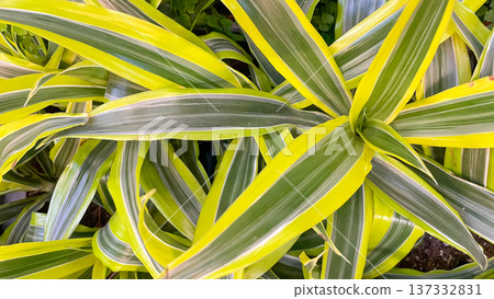 Close-up of vibrant green and yellow variegated leaves of a Dracaena houseplant with natural pattern. Close-up of vibrant green and yellow variegated leaves of a Dracaena houseplant with natural pattern. 137332831