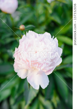 Close Up of Single Lush Pink Peony Flower Close Up of Single Lush Pink Peony Flower 137332836