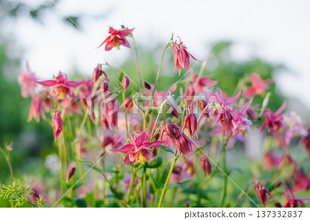 Many Pink Aquilegia Blossoms on Sunny Day Many Pink Aquilegia Blossoms on Sunny Day 137332837