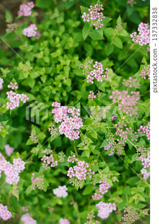 Spiraea Petals And Serrated Leaves Macro Spiraea Petals And Serrated Leaves Macro 137332838