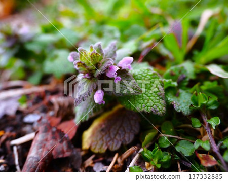 荒川河床的紫花地丁預示著春天的到來 137332885