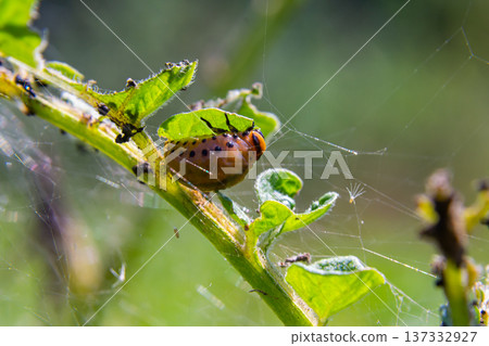 Insects exploring a green plant with webs in a natural environment during daylight hours Insects exploring a green plant with webs in a natural environment during daylight hours 137332927