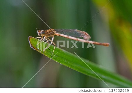 Colorful damselfly perched on a green leaf under natural light in a lush garden during the late afternoon Colorful damselfly perched on a green leaf under natural light in a lush garden during the late afternoon 137332929