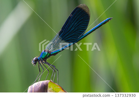 Colorful dragonfly perched on a leaf in a lush green environment capturing the beauty of nature in bright sunlight 137332930