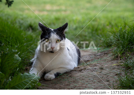 Stray cat lounging on a path in Bucharest park during a sunny afternoon, showcasing its unique black and white coat 137332931