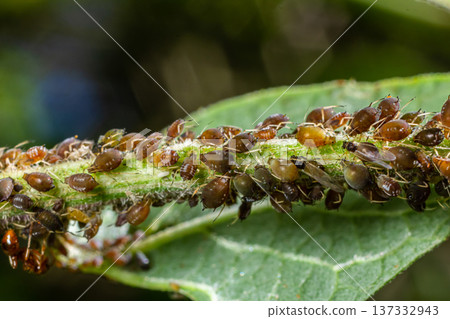 Close-up of aphid cluster on a green stem showcasing their feeding behavior in a natural environment during midday 137332943