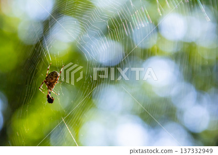Spider weaving a web under sunlight in a lush green environment reflecting nature's intricate designs 137332949