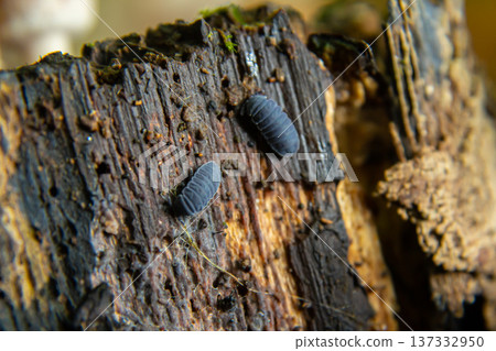 Tiny insects crawl on a weathered piece of wood in a forest environment during daylight hours 137332950