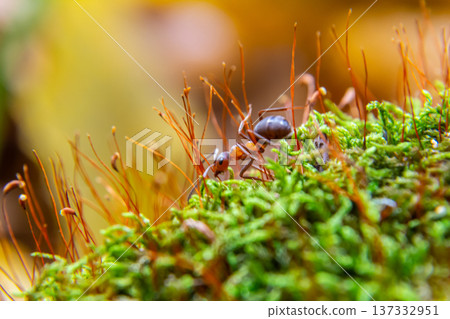 Ant foraging on vibrant green moss amidst colorful foliage in a natural habitat during the daytime 137332951