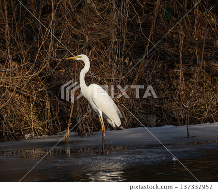 Majestic Ardea alba modesta standing gracefully near the water's edge in a serene natural habitat during the late afternoon sunlight 137332952