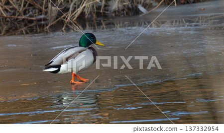Male mallard duck walking along a frozen lakeshore during early morning light in winter Male mallard duck walking along a frozen lakeshore during early morning light in winter 137332954