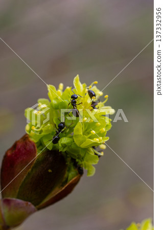 Ants gathering nectar from vibrant green flower buds during a sunny afternoon in a natural setting 137332956