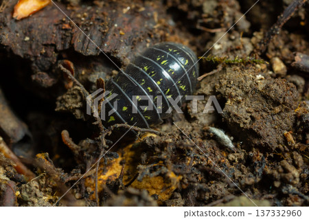 Black and yellow insect resting on earthy substrate in a damp forest environment showcasing natural habitat and detailed textures of soil 137332960