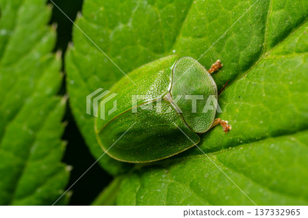 Close-up view of a bright green beetle resting on a lush green leaf in a natural setting during daylight Close-up view of a bright green beetle resting on a lush green leaf in a natural setting during daylight 137332965