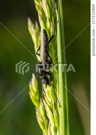 Bibionidae March fly resting on green grass blades in a sunny field during the warm spring afternoon Bibionidae March fly resting on green grass blades in a sunny field during the warm spring afternoon 137332969