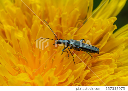 Black longhorn beetle perched on bright yellow flower showcasing intricate details of nature and pollination dynamics 137332975