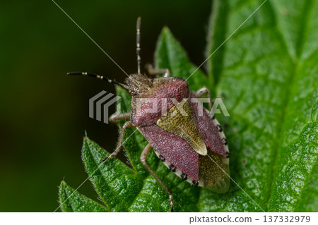 Close-up view of a vibrant beetle resting on a green leaf in a lush garden during daylight hours showcasing its intricate details Close-up view of a vibrant beetle resting on a green leaf in a lush garden during daylight hours showcasing its intricate details 137332979