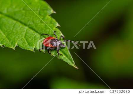 Close-up view of a tick on a green leaf in a natural setting showcasing intricate details of its body and environment Close-up view of a tick on a green leaf in a natural setting showcasing intricate details of its body and environment 137332980