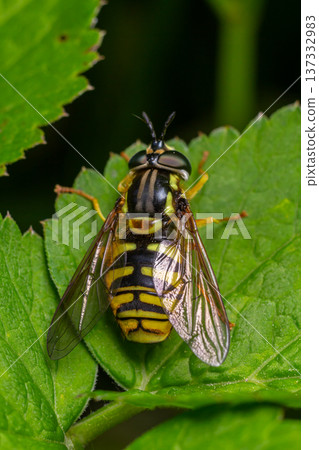 Chrysotoxum spp. hoverfly resting on green leaves in a garden on a sunny afternoon Chrysotoxum spp. hoverfly resting on green leaves in a garden on a sunny afternoon 137332983