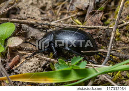 Black beetle crawls through soil with green plant life surrounding it in a natural habitat under soft outdoor lighting 137332984