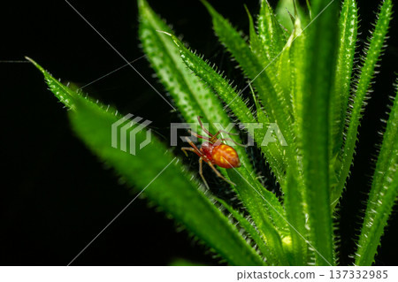 Small yellow mesh-web spider Nigma flavescens resting on green leaves in a natural habitat during daylight hours 137332985