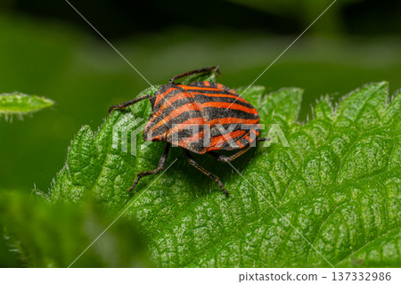 Striped shield bug explores lush green foliage in a vivid display of orange and black colors during sunny day Striped shield bug explores lush green foliage in a vivid display of orange and black colors during sunny day 137332986
