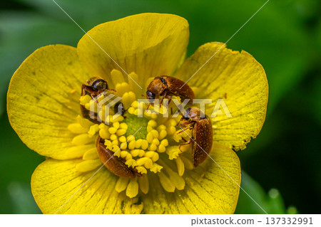 Insects gather around vibrant yellow flower in natural setting during springtime afternoon Insects gather around vibrant yellow flower in natural setting during springtime afternoon 137332991