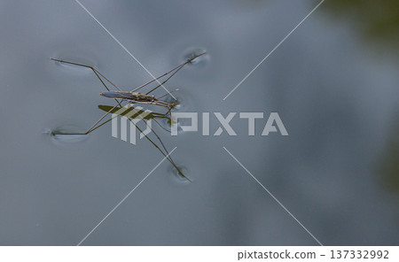 Water strider moves gracefully across the calm surface of a pond reflecting the cloudy sky during a serene afternoon Water strider moves gracefully across the calm surface of a pond reflecting the cloudy sky during a serene afternoon 137332992