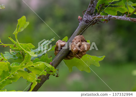 Discovering oak galls formed by oak gall wasps on a branch in a lush green environment during summer 137332994