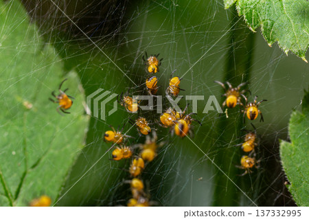 Cross Orb-weaver spiderlings cluster on a web among green leaves showcasing their vibrant yellow coloration Cross Orb-weaver spiderlings cluster on a web among green leaves showcasing their vibrant yellow coloration 137332995
