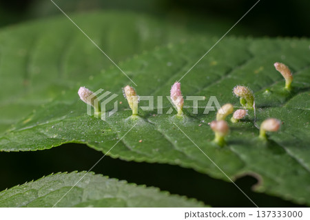 Eriophyes sp. Erineum Gall development on leaf surface during spring in an outdoor botanical garden setting Eriophyes sp. Erineum Gall development on leaf surface during spring in an outdoor botanical garden setting 137333000
