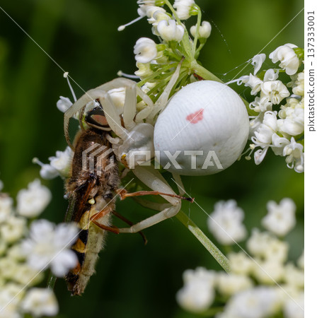 Flower crab spider Misumena vatia captures a bee on a white flower during summer showcasing nature's predator-prey relationship in detail 137333001