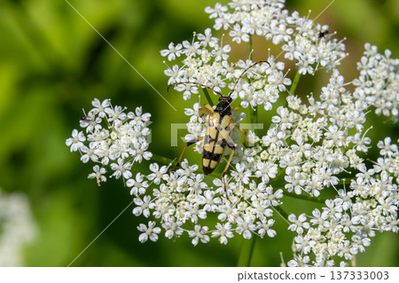 Close-up of Leptura quadrifasciata on white flowers during a sunny day in a natural environment Close-up of Leptura quadrifasciata on white flowers during a sunny day in a natural environment 137333003