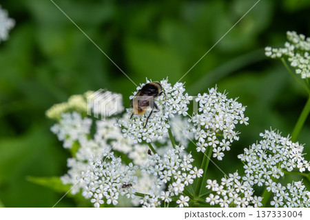 Red-tailed bumblebee collects nectar from delicate white flowers in a lush green garden on a sunny summer day Red-tailed bumblebee collects nectar from delicate white flowers in a lush green garden on a sunny summer day 137333004