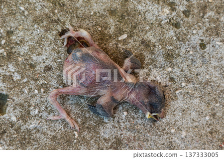 Chick found on the ground after falling from the nest a reminder of nature's vulnerability and the fragility of young wildlife 137333005