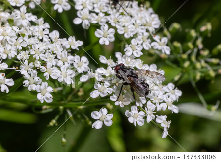 Dinera ferina Tachinid fly resting on white flowers in a vibrant garden during daylight hours Dinera ferina Tachinid fly resting on white flowers in a vibrant garden during daylight hours 137333006